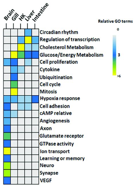 GO Functions Identified In Hypoxia In Five Organs Of Common Carp GO