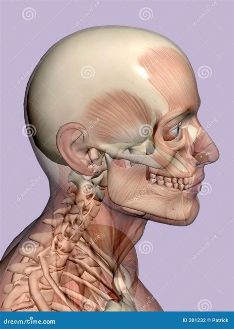 Anatomy A Head, Transparant With Skeleton. Stock Illustration - Image ...