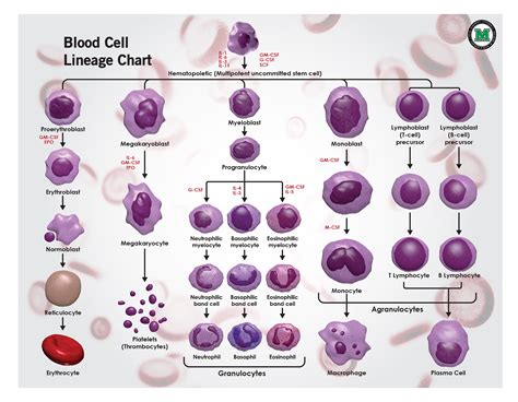 White Blood Cell Lineage