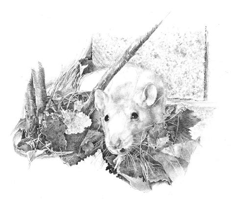 Reggie the Rat Drawing by Judith Angell Meyer - Fine Art America