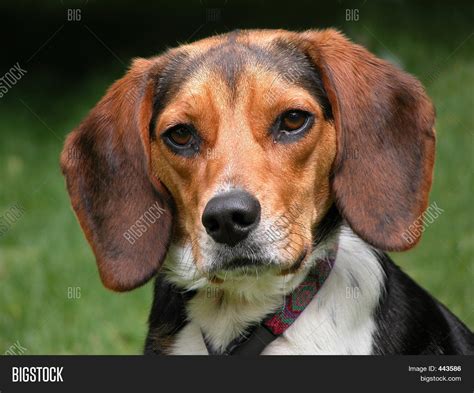 Beagle Hound Dog Image & Photo (Free Trial) | Bigstock