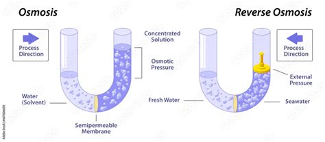 Osmosis And Reverse Osmosis Vector Illustration Higher Concentration To Lower Concentration