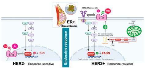 Cancers Free Full Text Fatty Acid Synthase Confers Tamoxifen