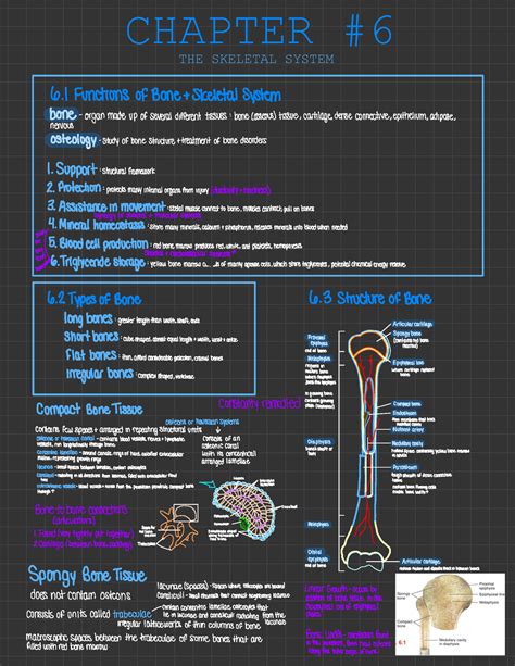 Chapter 6 The Skeletal System Chapter The Skeletal System 6