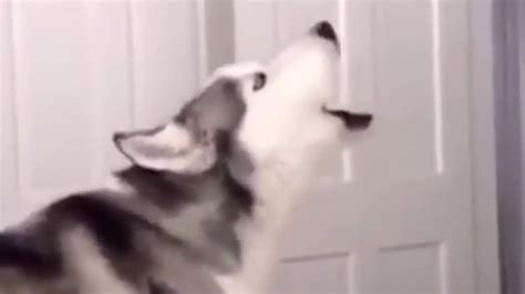 I Got Married To A Furry And Exterminated Humanity Space Paws XVIDEOS