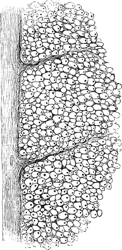 Nerve regeneration may heal the white matter spinal cord