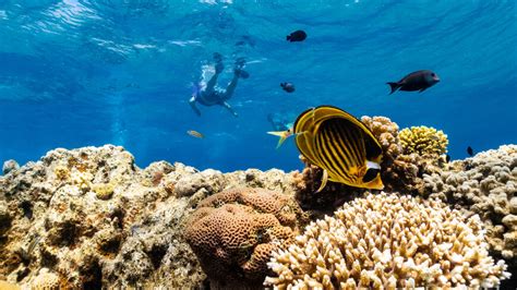 Israeli environmental report warns of threats to Eilat coral reef - Al ...