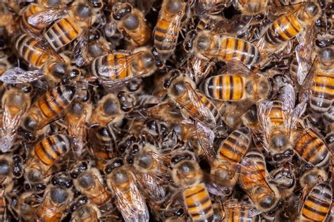 Una Gran Cantidad De Abejas Apis Mellifera En Colmena Foto Premium