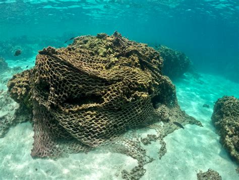 43 Tons Of ‘ghost Nets Removed From Single Hawaiian Coral Reef The