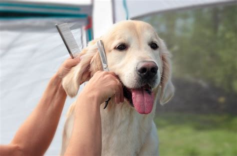 5 Adorable Golden Retriever Haircuts With Pictures Dogster