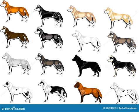 Siberian Husky Color Chart