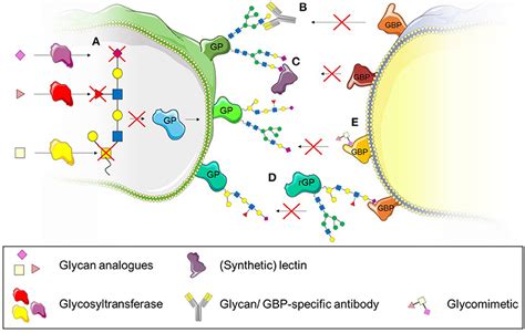 Frontiers Glycans And Glycan Binding Proteins As Regulators And