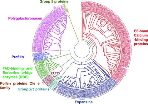 Phylogenetic Analysis Of Pollen Allergen Protein Families In B