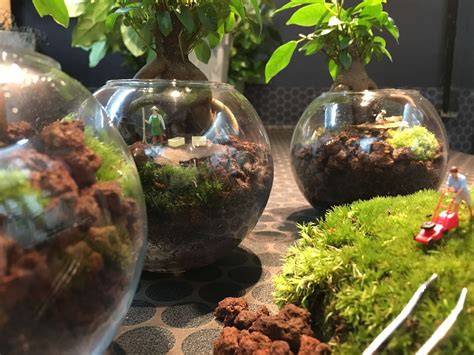 Un Terrarium De Plantes Pour Un Jardin En Bocal En Parfaite Autonomie