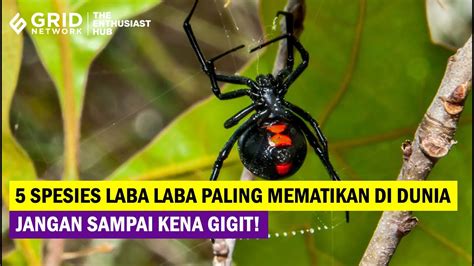 Inilah Spesies Laba Laba Paling Berbahaya Dan Mematikan Di Dunia