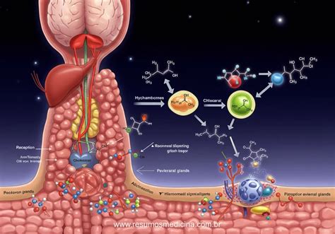 Sistema Responsável Pela Produção De Hormônios - Bioquímica dos Hormônios | ResumeAI Concursos