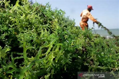 Ntb Menargetkan Produksi Rumput Laut Ton Insidelombok