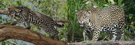 Diferença Entre Jaguatirica E Onça Pintada