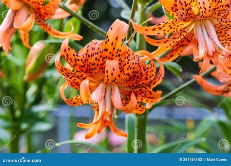 A Close Up View Of A Double Tiger Lily Bloom In The Back Garden Stock