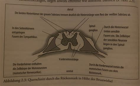 Das Rückenmark Medulla spinalis Nervensystem Karteikarten Quizlet