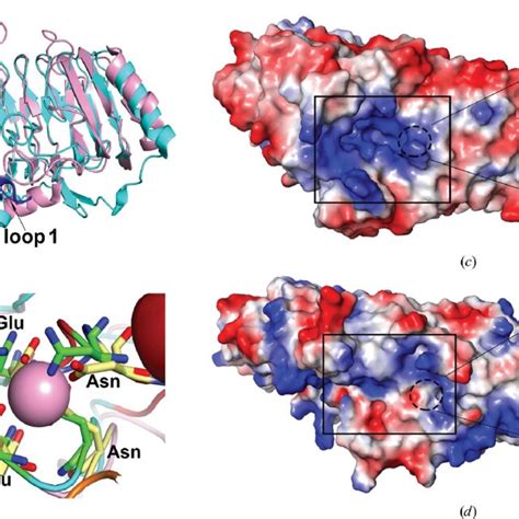 Sequence Alignment Of The Characterized PL6 Alginate Lyases The