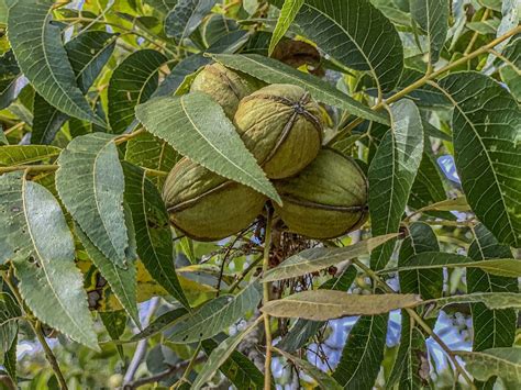 How Do I Plant Native Pecans In Texas Storables