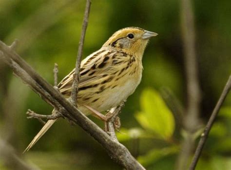 Le Conte S Sparrow Owen Deutsch Photography