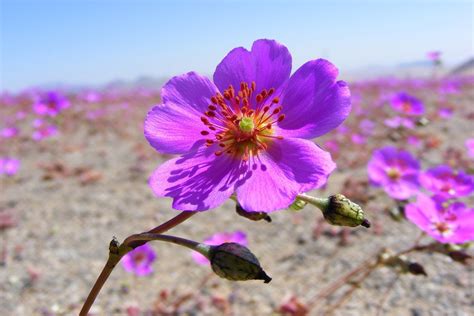 Atacama desert flowers photo gallery of endemic flora of north chile – Artofit