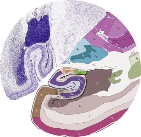 Atlases And Data Brain Map Org