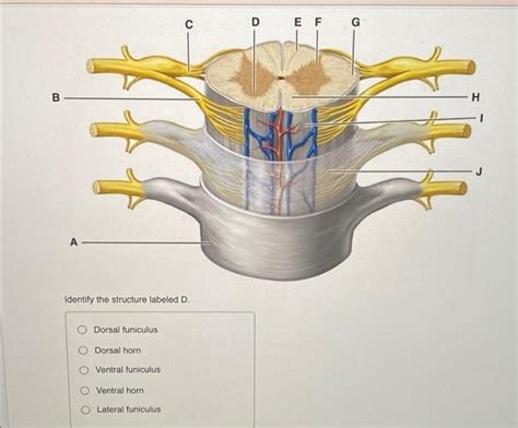 Solved с D E F G B H A Identify The Structure Labeled D