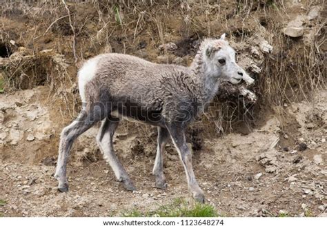 Dark Thinhorn Sheep Ovis Dalli Known Stock Photo 1123648274 Shutterstock