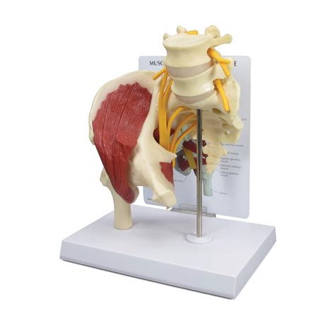 Buy GPI Anatomicals Muscled Hip Model Replica Of Right Hip Joint