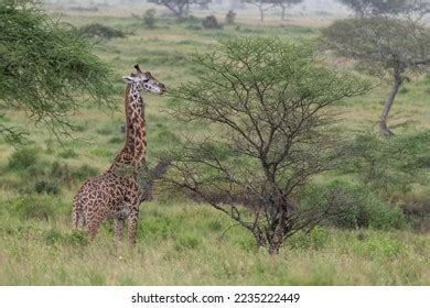 Giraffe Big Giraffe Mammals Big Animals Stock Photo 2235222449 ...