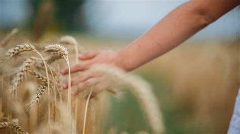 Sustainable Agriculture Barilla And Respect For The Planet And People