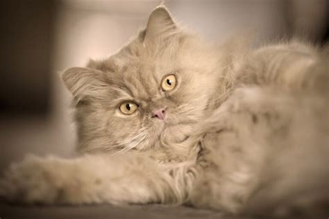 300+ Fluffy Cat Names - Find Cat Names