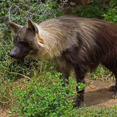 10 Brown Hyena Facts (You Probably Didn't Know)