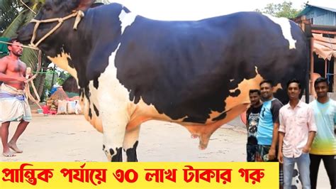 ২০২২ ঈদে সবচেয়ে বড় ৫টি গরু Pats 2 হাট কাঁপানো সেরা ৫টি গরু Big