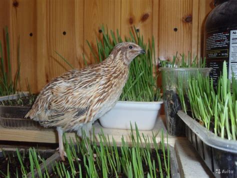 Как Кормить Перепелок-несушек 5 Советов