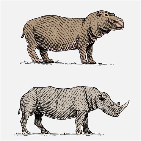 Hipopótamo E Rinoceronte - Hipopótamo e rinoceronte preto ou branco mão desenhados, animais ...