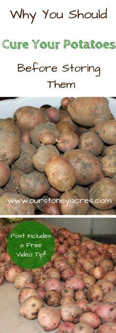 3 Curing Potatoes Curing Potatoes Before Winter Storage Is An