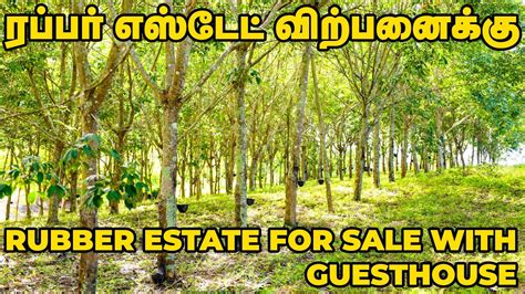 Acre Rubber Estate For Sale With Guesthouse