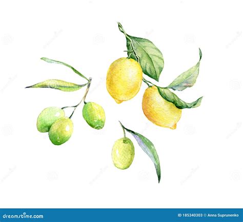 Set Of Hand Drawn Watercolor Botanical Illustration Of Fresh Yellow