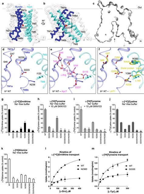 Putative substrate binding site of b0 AT and transport assays a b Cα