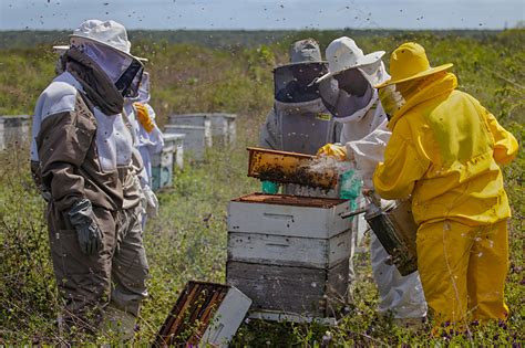 Pelo Menos Milh Es De Abelhas Morreram Por Pulveriza O Cidades