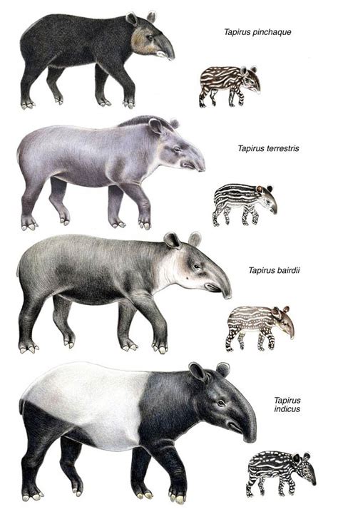 tapir tapirus  eclectic animal dinoanimalscom