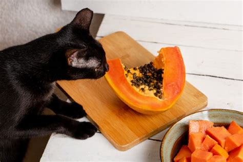 Gato pode comer mamão Revista Meu Pet