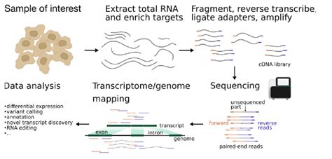 Overview Of The Experimental Steps In A Rna­seq Protocol The Cdna