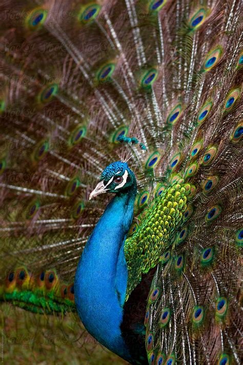 Peacock Closeup Fanning Feathers By Stocksy Contributor Brandon Alms