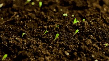 seed growing gif