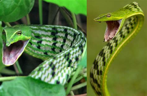 Green Vine Snake Ahaetulla Nasuta A Slender Green Tree Snake Found